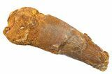 Real Fossil Spinosaurus Tooth - Huge, Feeding Worn Tooth #272455-1